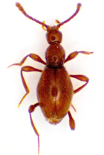 Réf. 354 813 : Scydmaenus perrisi